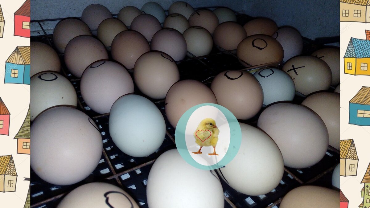 Сегодняшнее фото из моего инкубатора. Обратите внимание, некоторые яйца не до конца поворачиваются: они или "застревают", или крупнее остальных. Иногда надо заглядывать и корректировать.