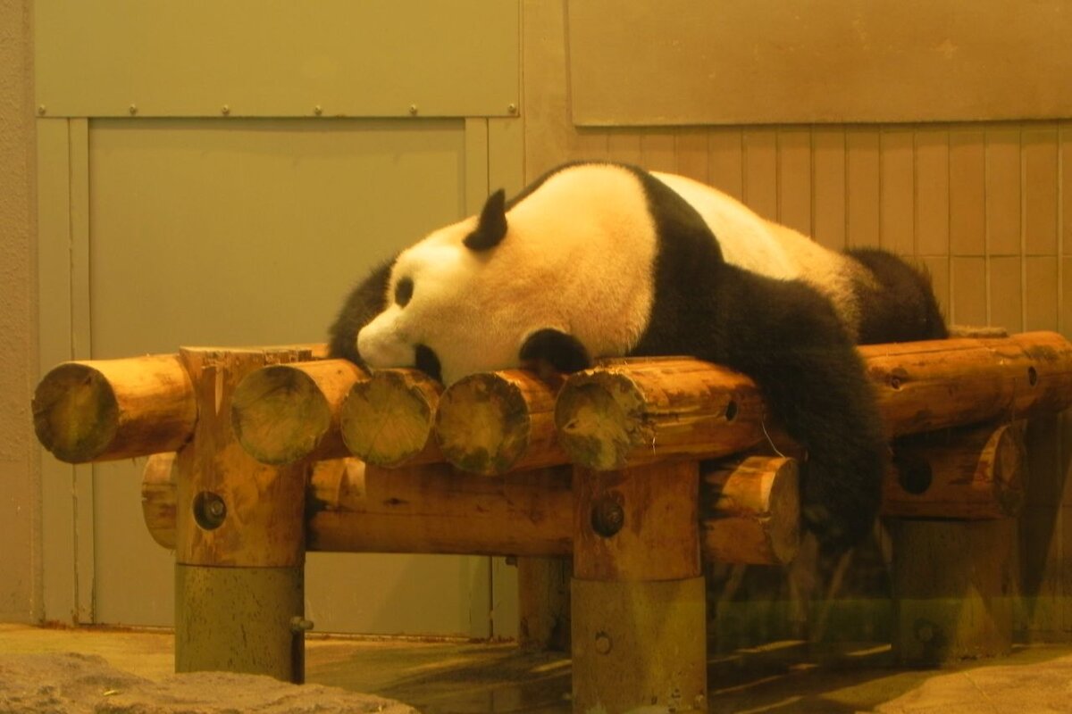 Панда в Токийском зоопарке Уэно.  Полный релакс!