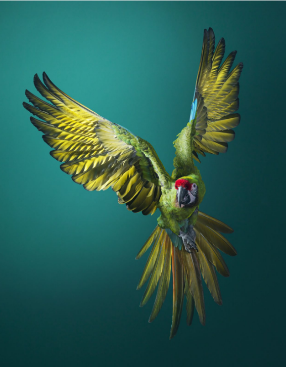 Солдатский ара (Military Macaw)