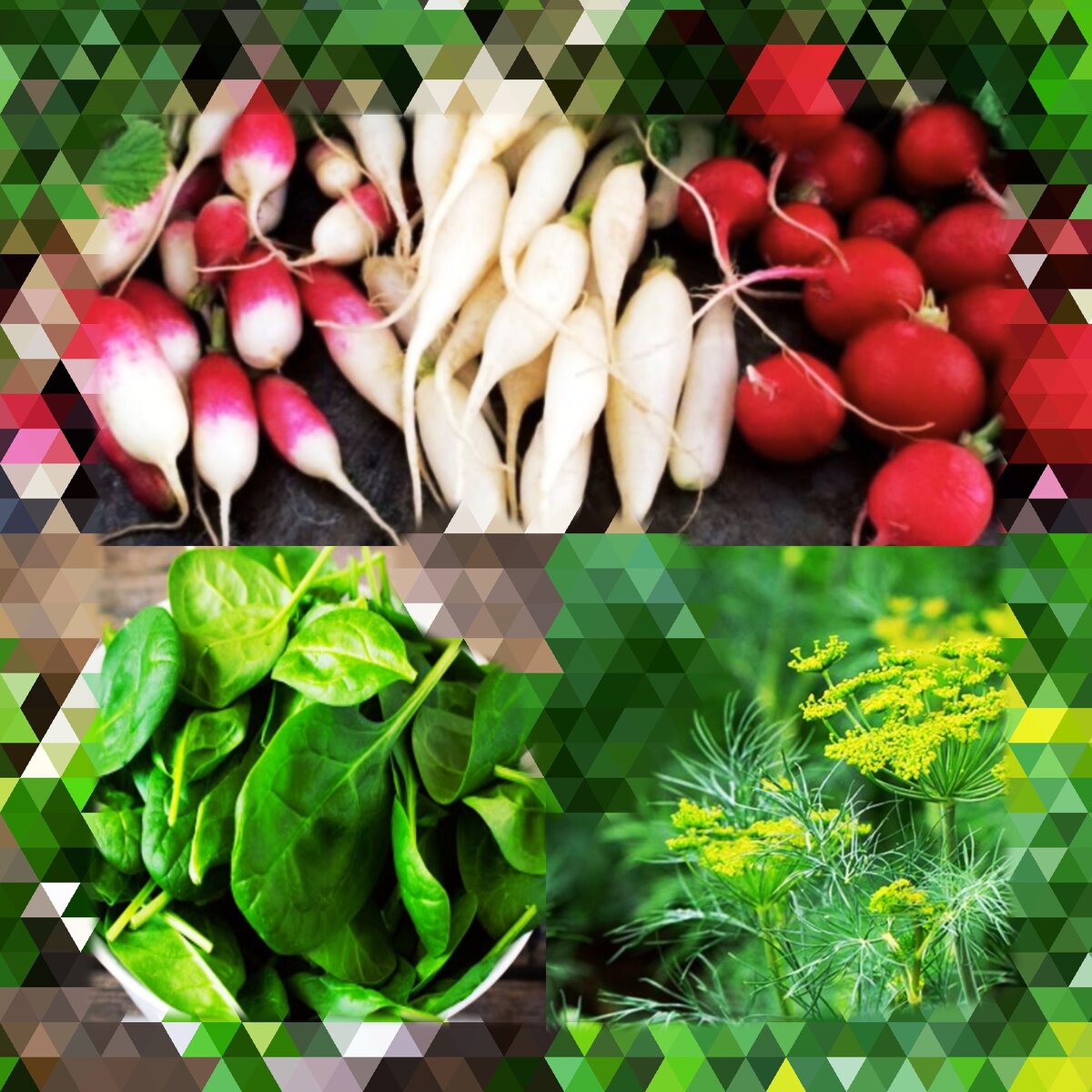 Режим, шпинат, укроп