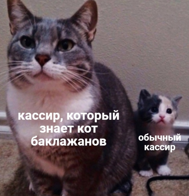 Кот знает что он кот. Кот кассир. кот баклажан. котики знают. кот не знает.