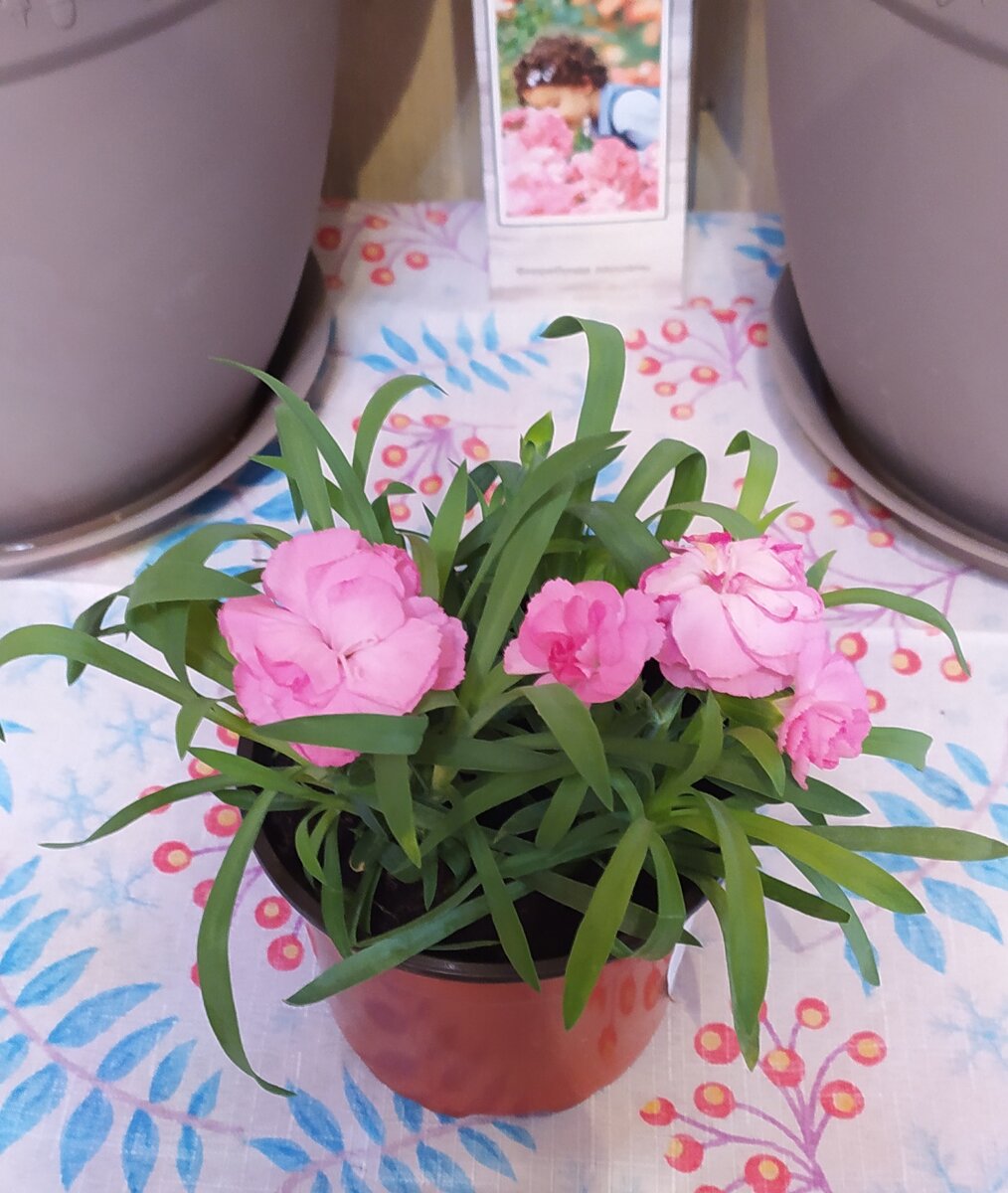 Гвоздика микс