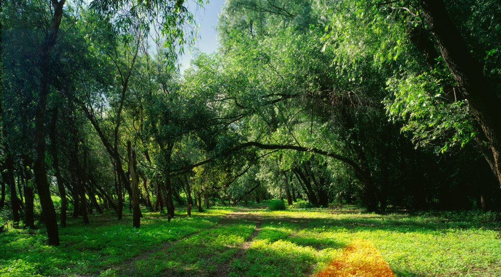 В тени древних ив.