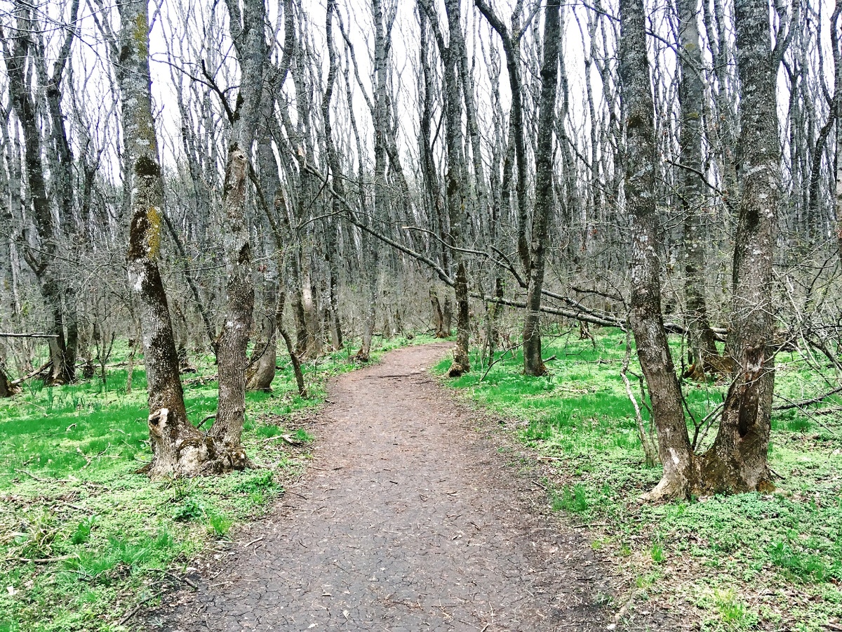 Дорожка вокруг Машука