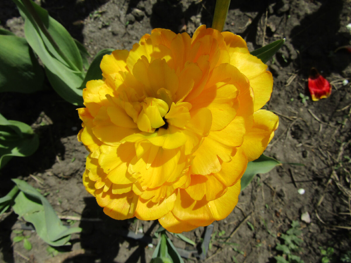 Красавец  из  той  же с серии 