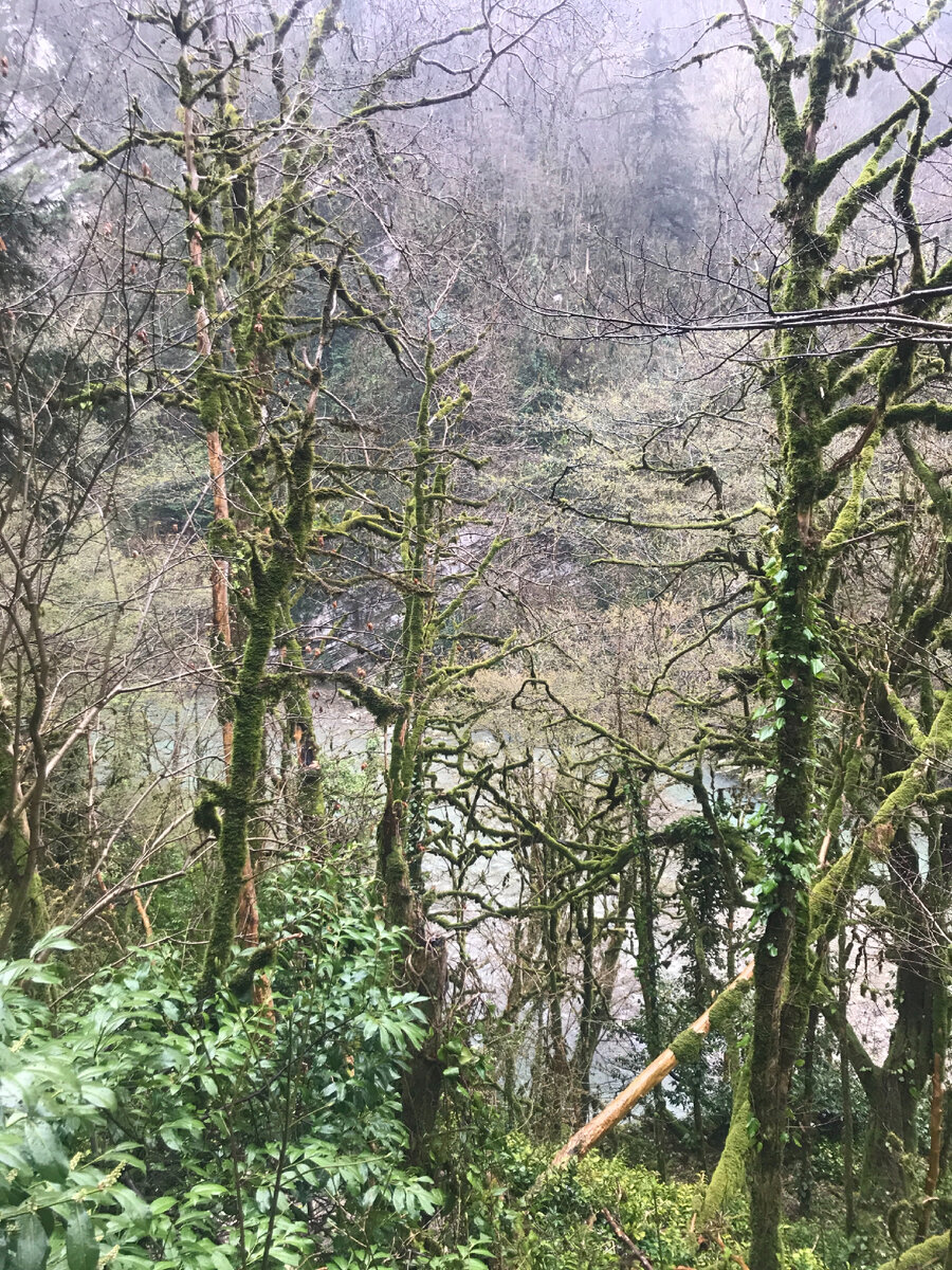 Тисо-самшитовая роща, апрель 2021