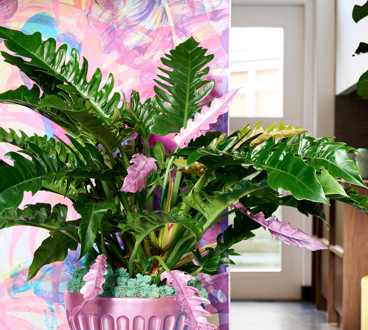 Филодендроны - отличное украшение любого дома или офиса