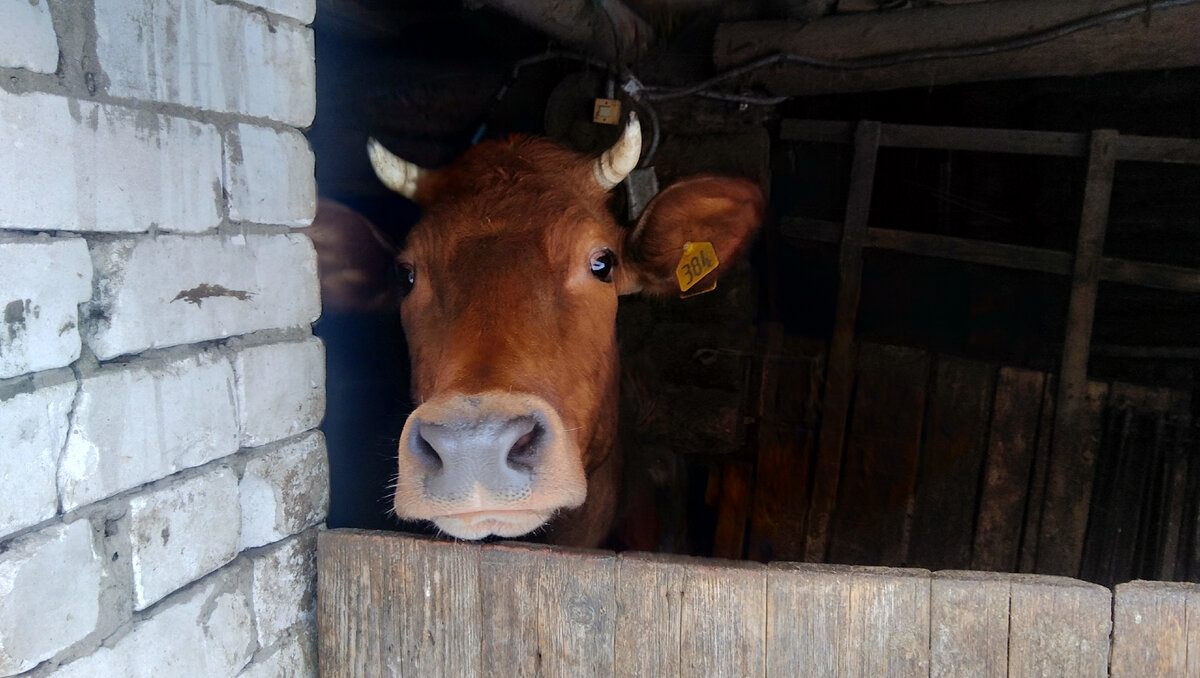 Стадо я не фоткал, но полюбуйтесь на Катюшу