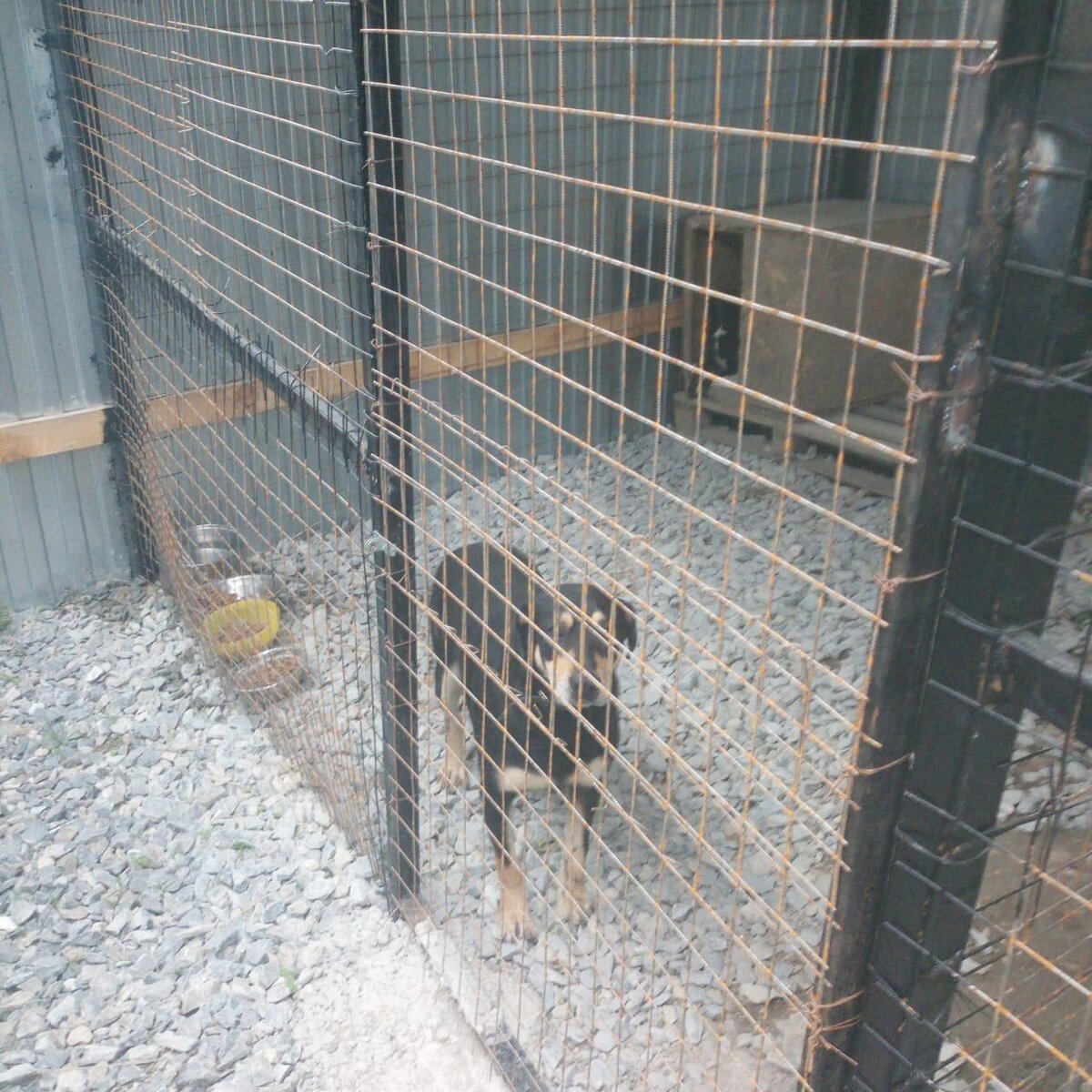 собачий приют "Бим", г. Сочи