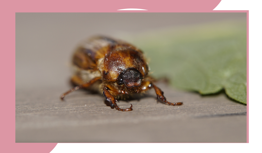 Фотография из открытых источников 