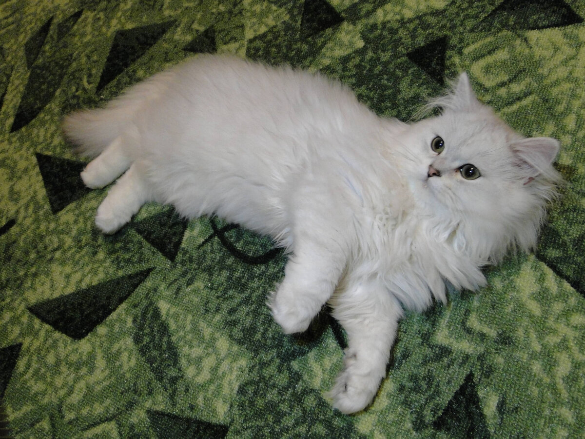 Шотландский котенок Ирбис