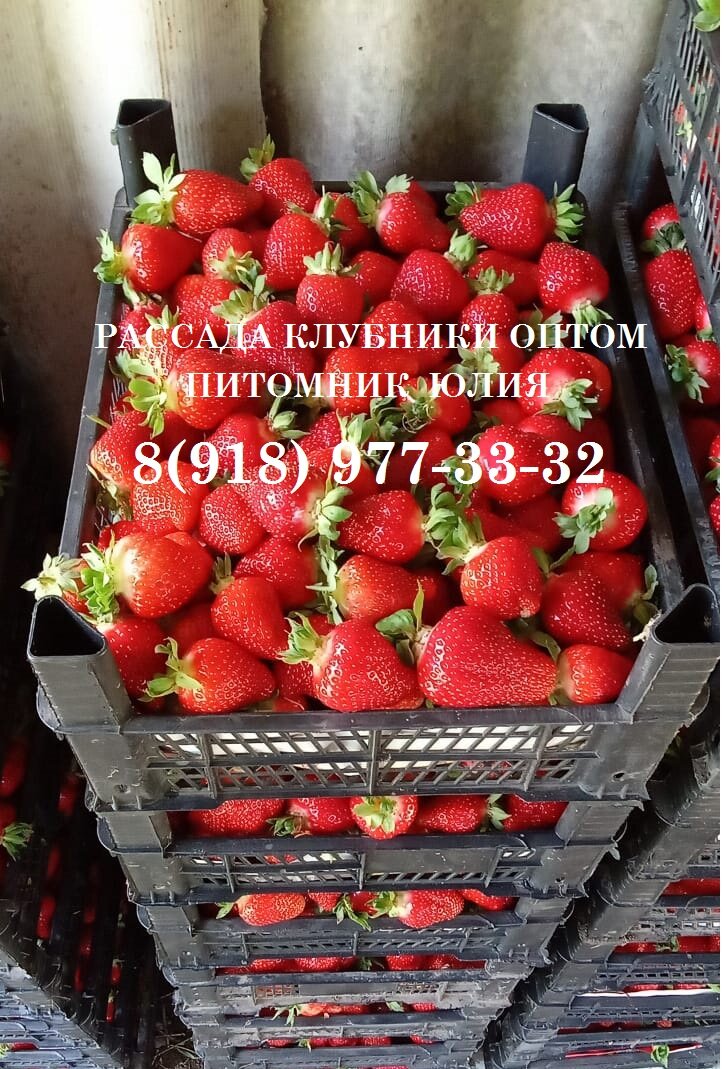 Рассада клубники Азия в наличии