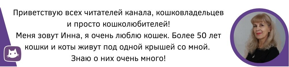 Могут ли​ оральные контрацептивы вызвать у кошки рак?