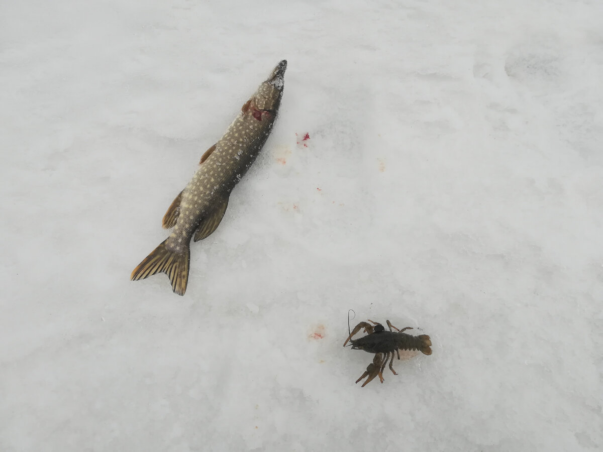 Жаль не заснял на видео 