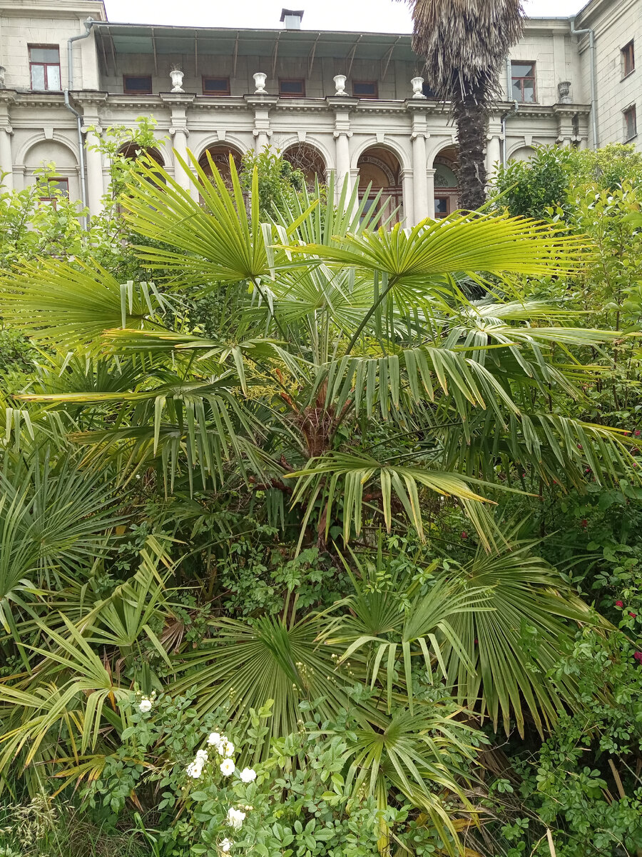 на территории санатория им. С. Орджоникидзе