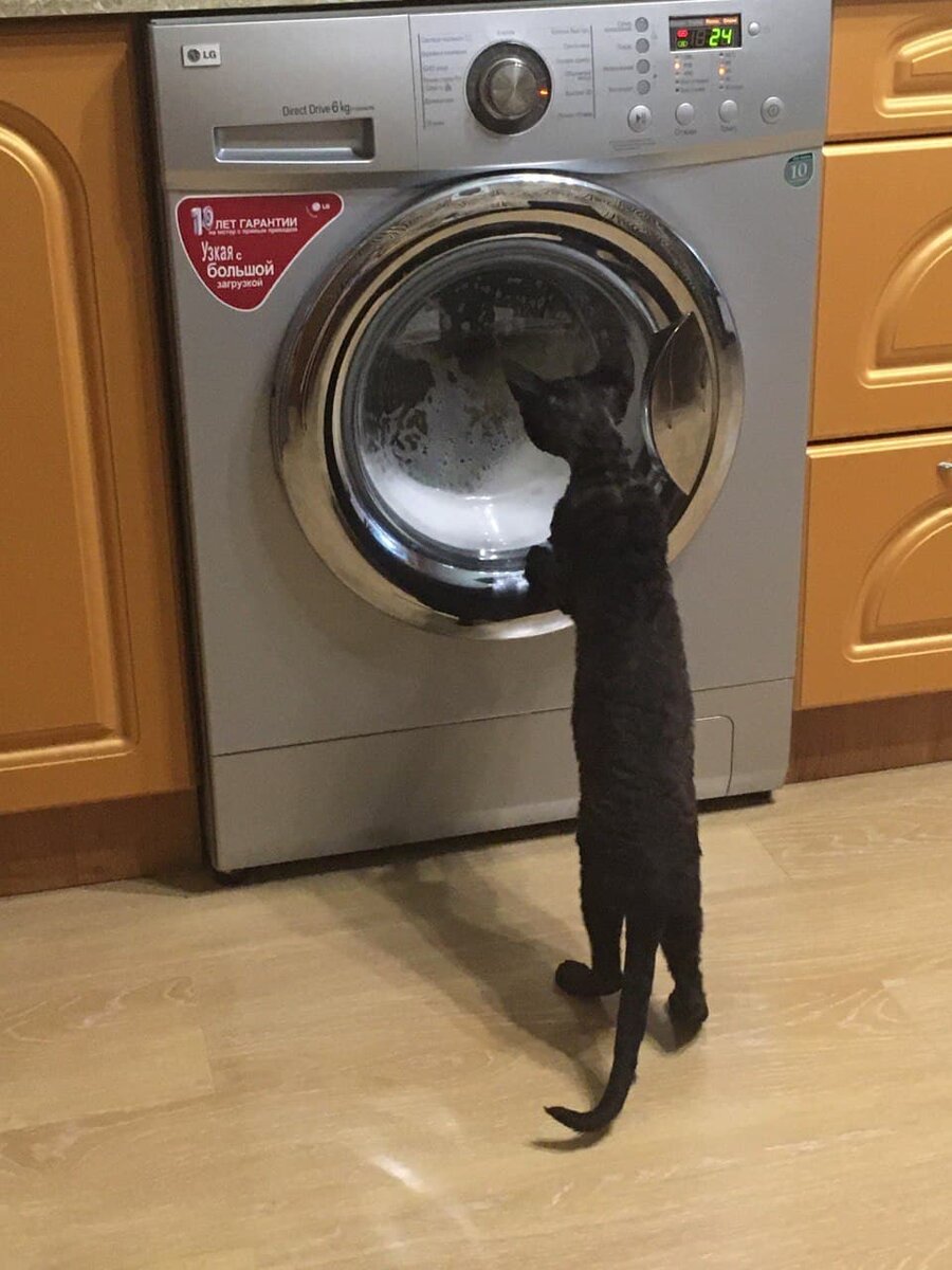 Ого! Это что, какой-то космический аппарат?😺