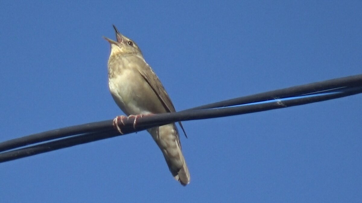 Речной сверчок