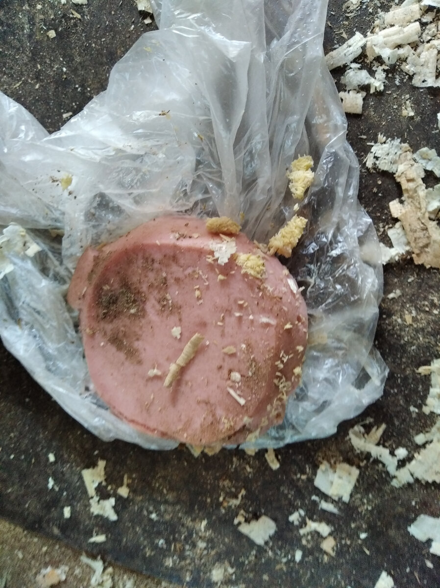 Как лежала-так и лежит, даже не откусила