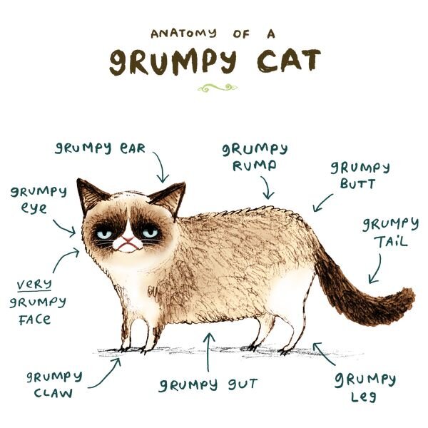 Перевод: "Анатомия Сердитой кошки - сердитое ухо, сердитый глаз, ОЧЕНЬ сердитое лицо, сердитая лапа" и так далее. Фото из интернета