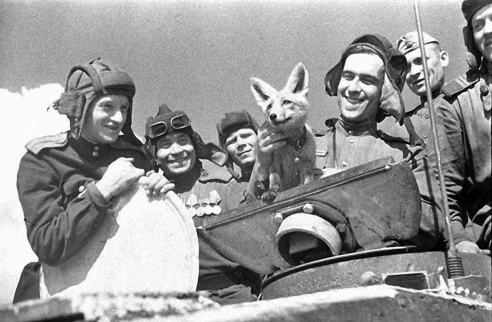Наши танкисты с лисицей. Фото с Яндекс-картинок