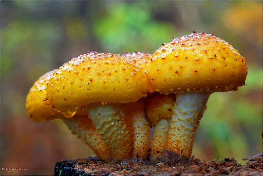 Чешуйчатка. Чешуйчатка золотистая (Pholiota aurivella). Гриб чешуйчатка золотистая съедобная. Чешуйчатка золотистая, золотисто-желтая (Pholiota aurivella. Гриб чешуйчатка Грибоведы.