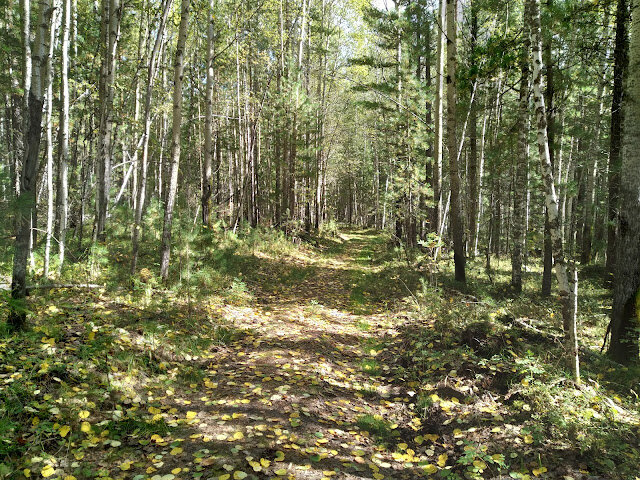 Осенний лес и дорога