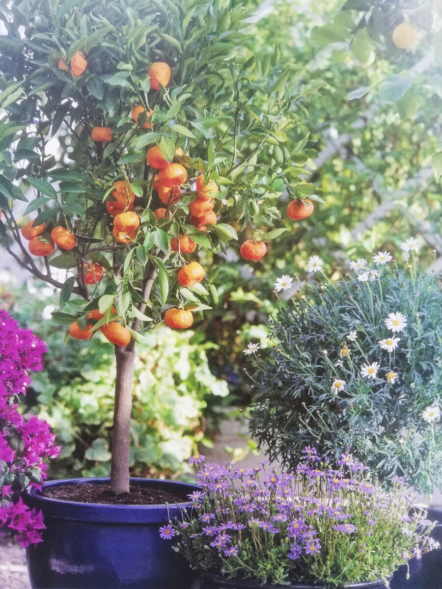 На защищённом солнечном месте можно устроить средиземноморский пейзаж.