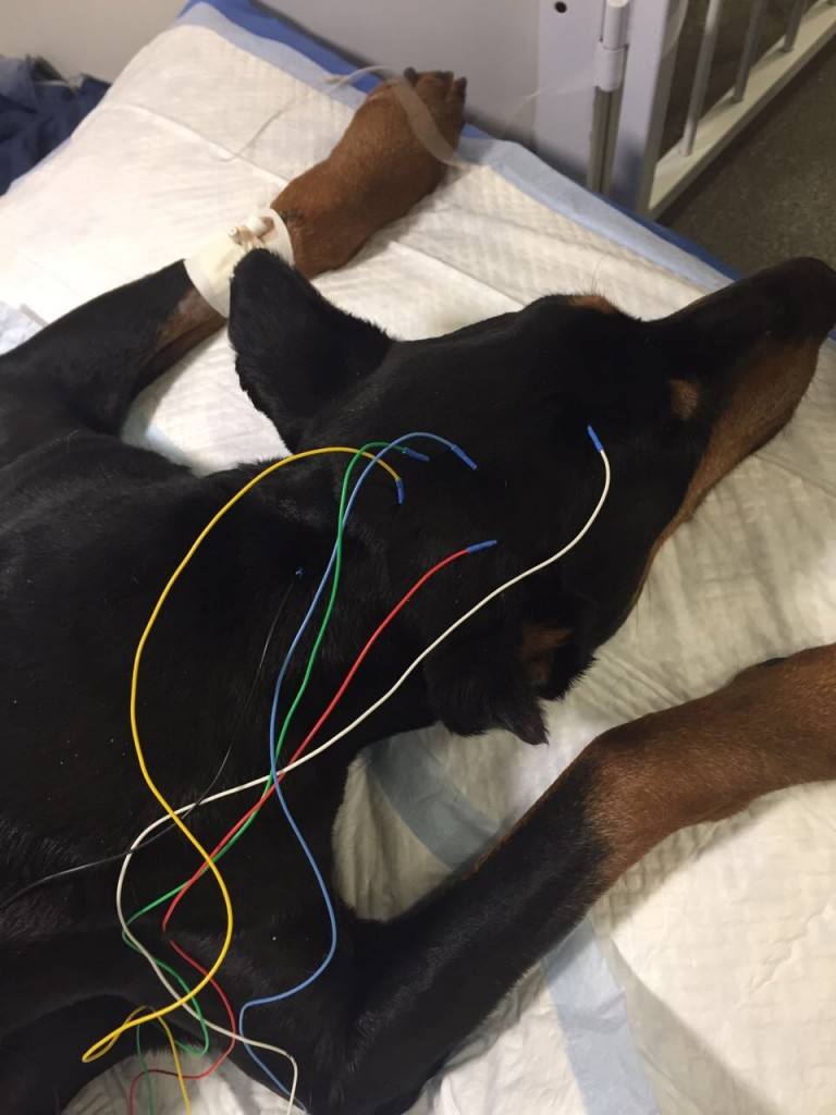 Собака после эпилепсии. Электроэнцефалография собаки.