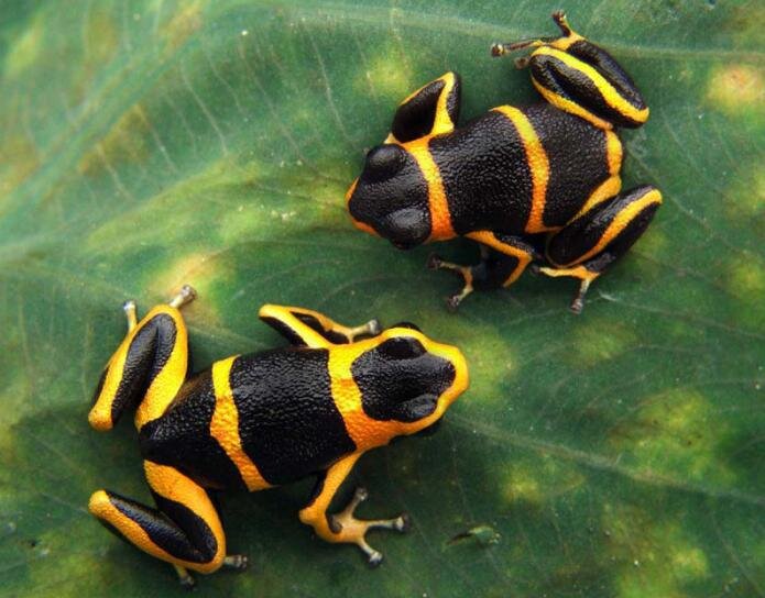 пример природной мимикрии