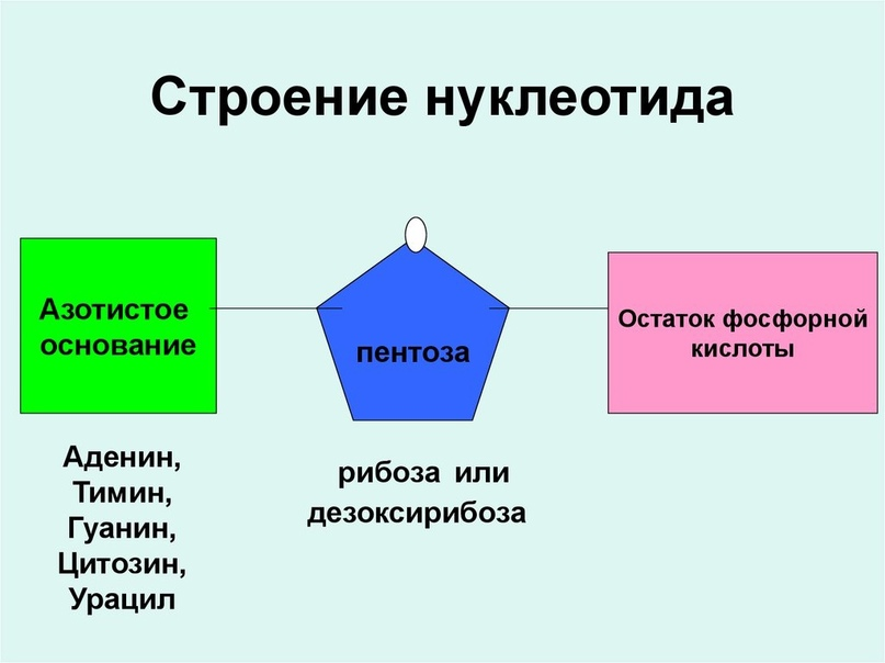 Функции остатков фосфорной кислоты. Строение нуклеотида азотистое основание. Схема строения нуклеотида общая формула. Схема строения нуклеотида РНК. Нуклеотид РНК схема.