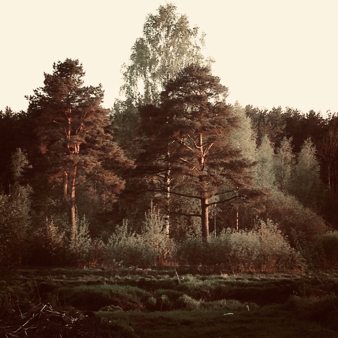 Гумилёвские  сосны