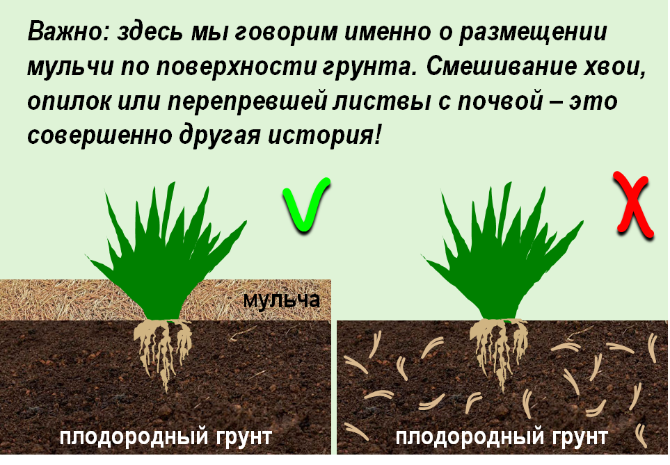 Ель закисляет почву за счет опадающих иголок. Ель закисляет почву. Хвойники закисляют почву. Какие опилки не закисляют почву. Как осуществляется функция мульчирования