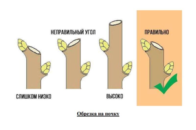 Правила обрезки яблони весной схема