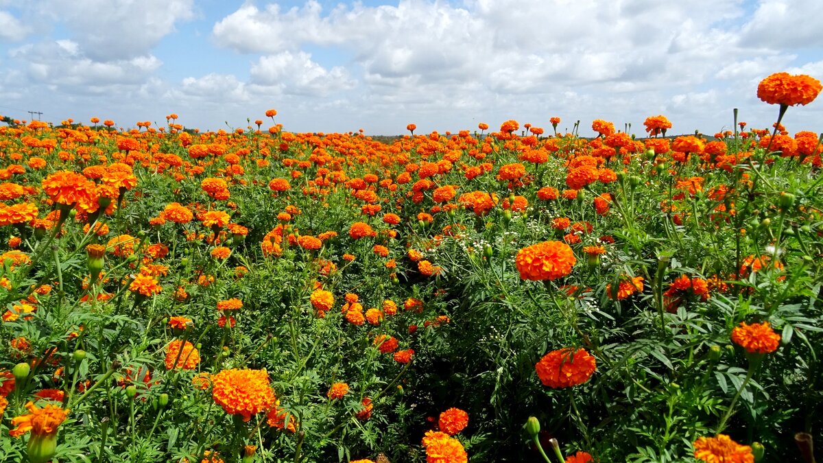 Бескрайние поля бархатцев.