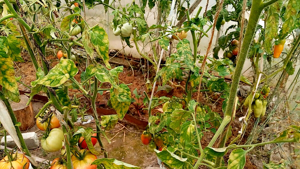 типичный кладоспориоз 