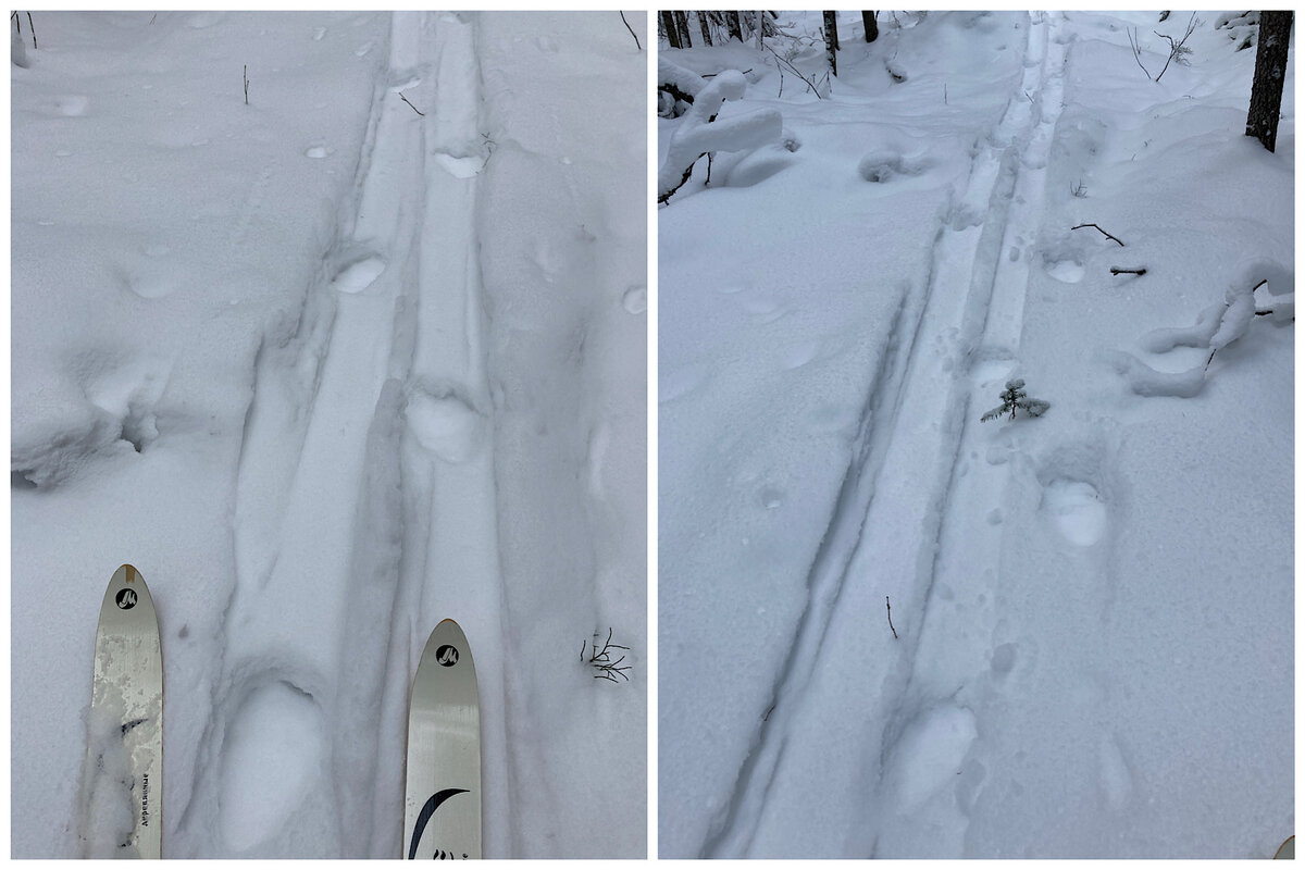 Следы медведя на лыжне. Фото автора