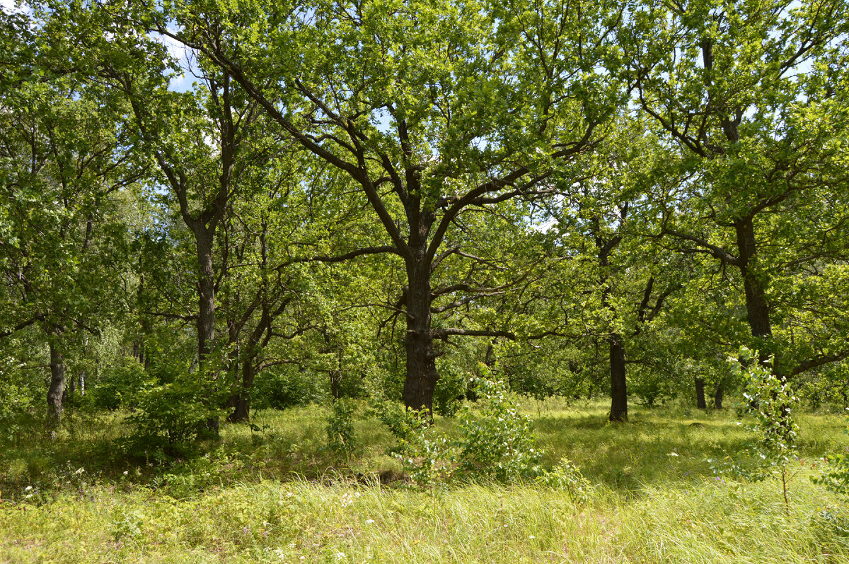 Дубрава. Фото автора