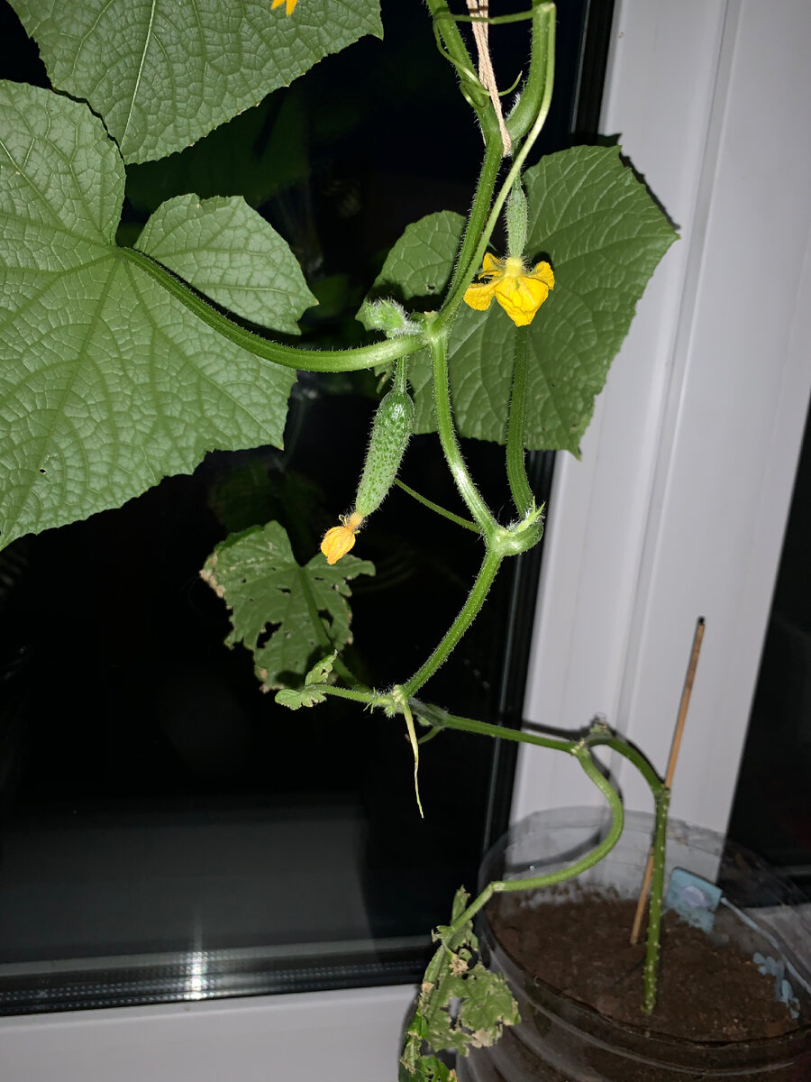 Мой маленький домашний огурчик #рассказы из жизни 