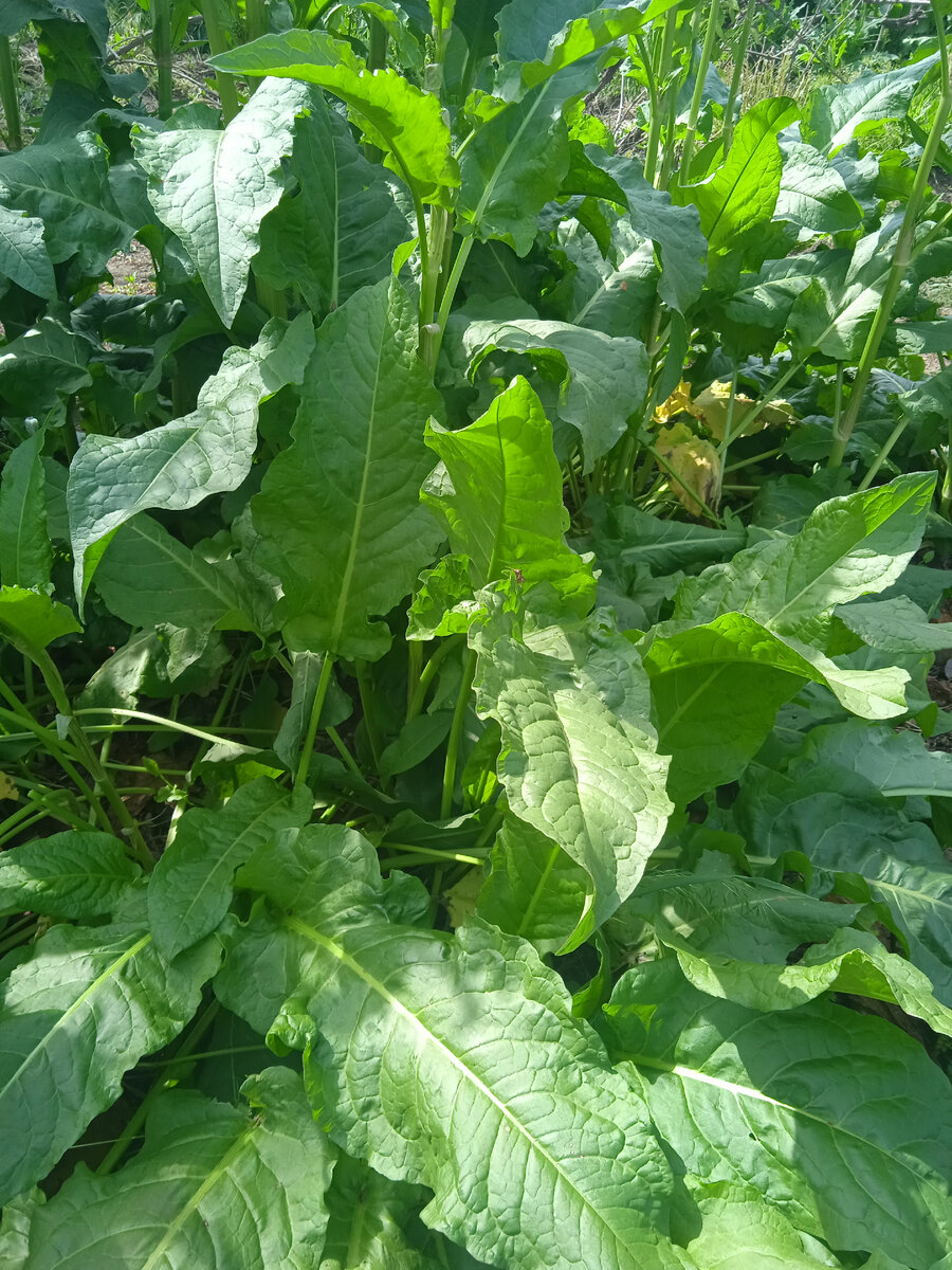 Щавель в саду растёт