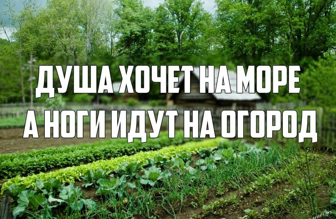 С добрым утром на даче картинки прикольные