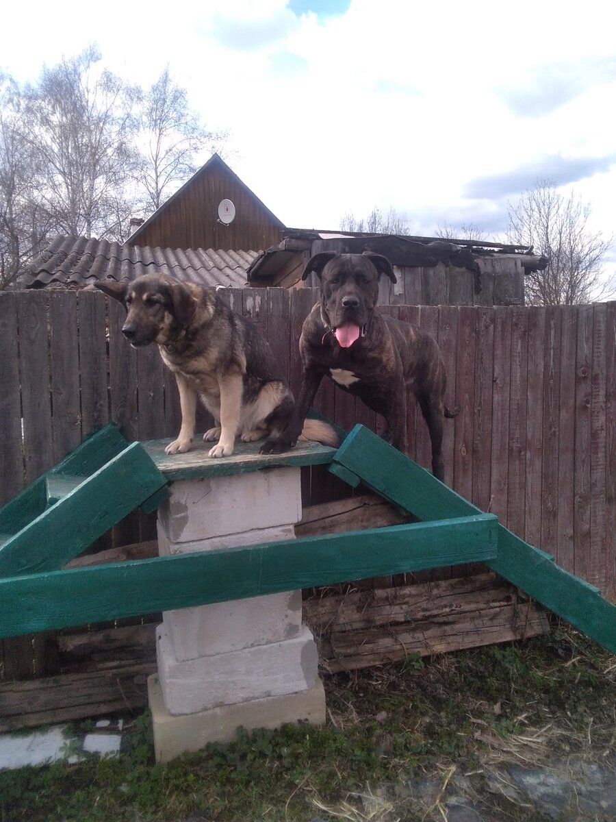 Фото автора. Мои главные дегустаторы сыров. Хайди и Шакира. 