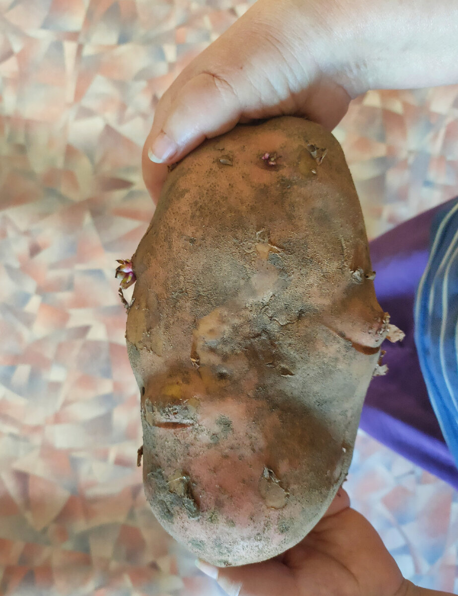 Картошка, одна штука)) Сорт не знаю... Фото принадлежит автору