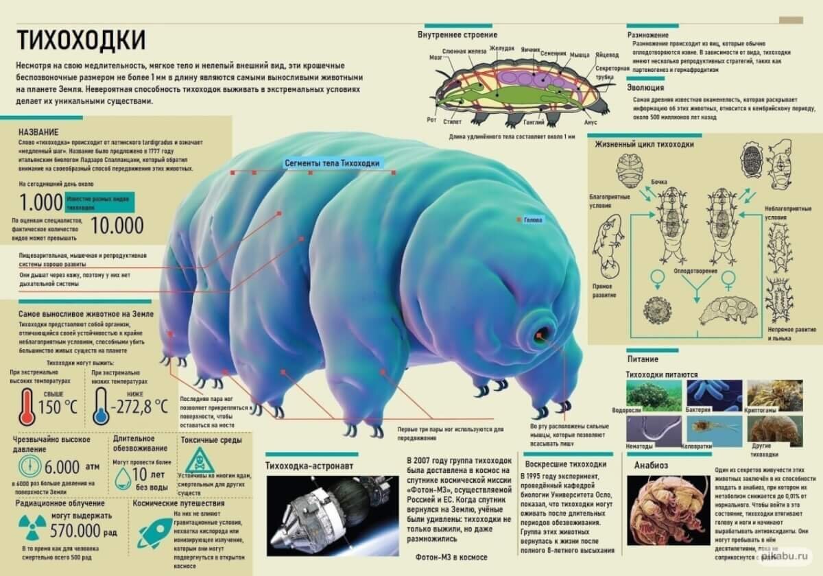 Коллаж из открытых источников