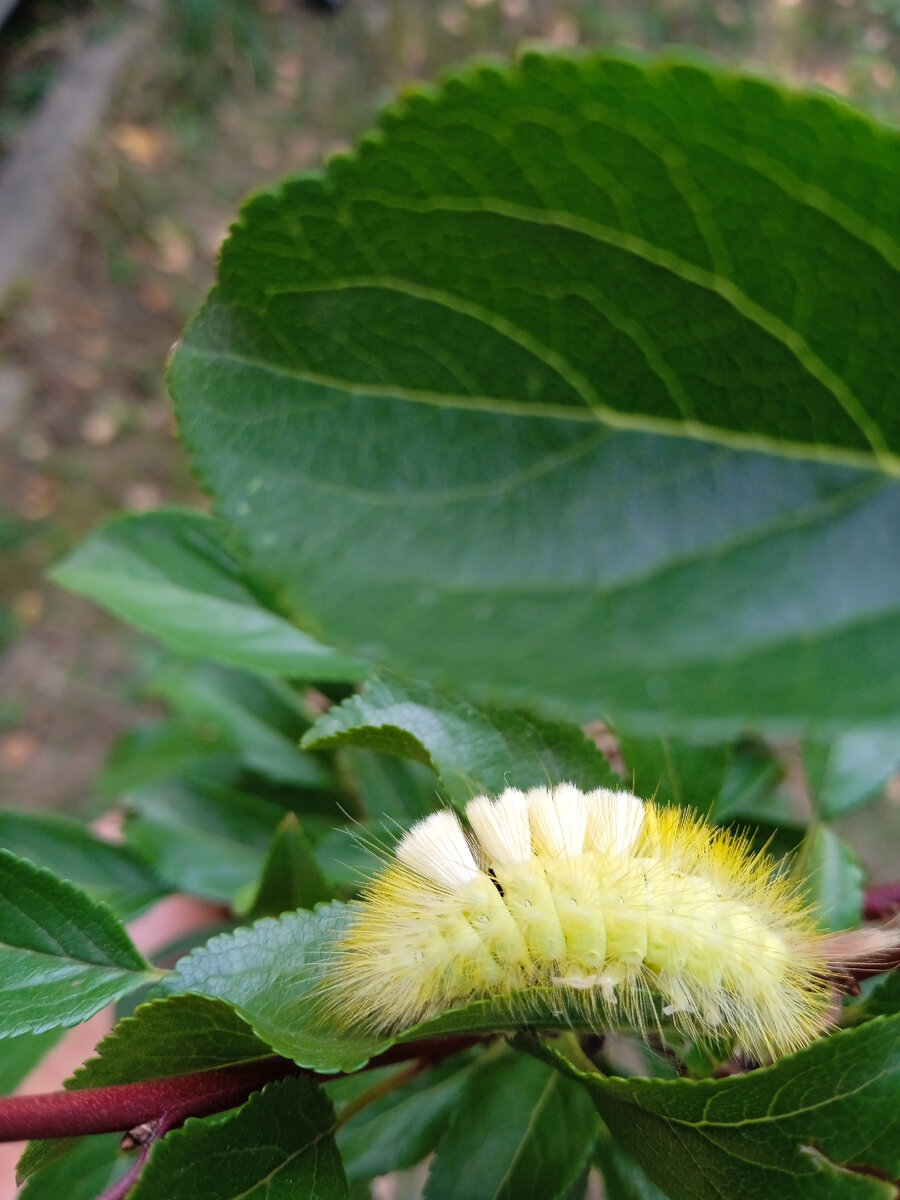 А между желтыми пушинками- черненькое проглядывает. Ну красавица же!