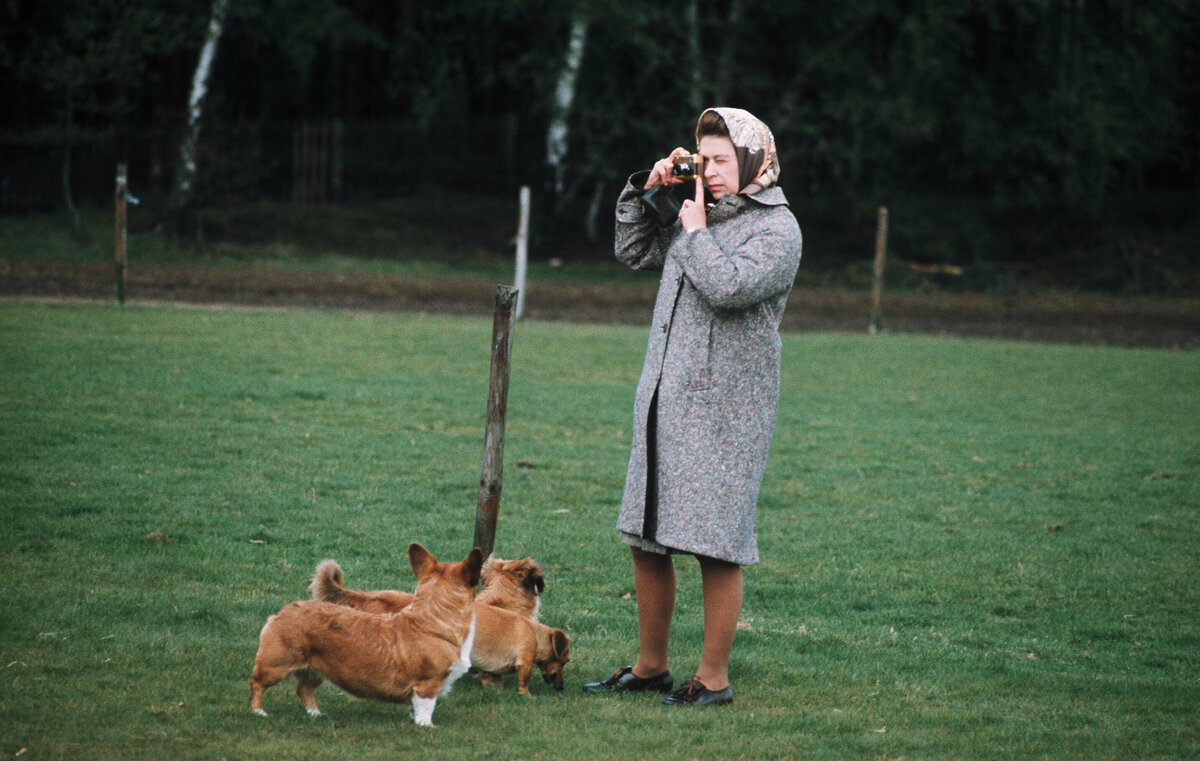    Королева Елизавета II фотографирует своих корги в Виндзорском парке. 1 мая 1960 г., фото: Getty Images