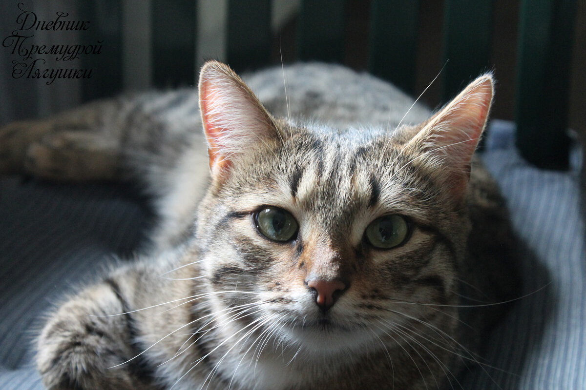 Мурзик. Фото автора