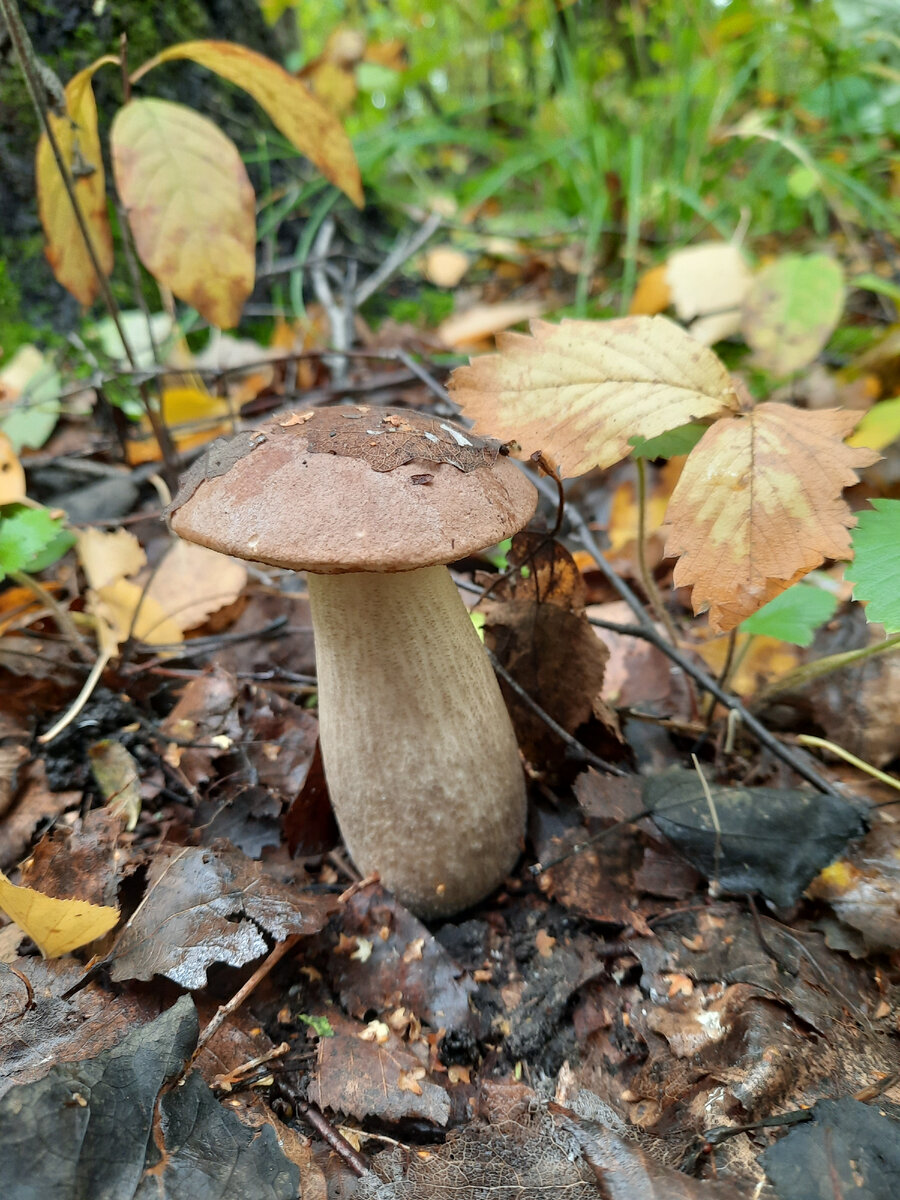 Подберёзовик на 10 баллов. Фото автора.