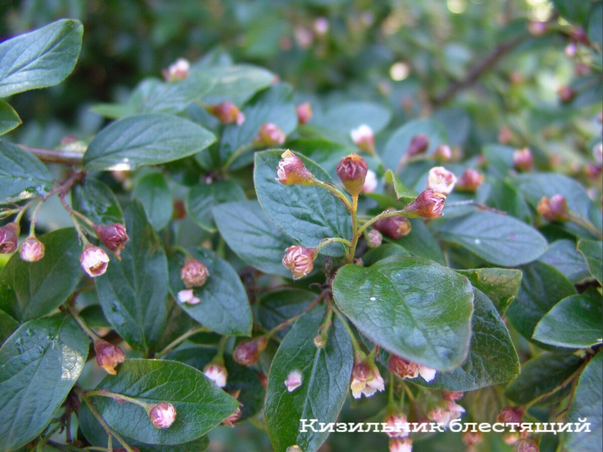 Кизильник блестящий летом