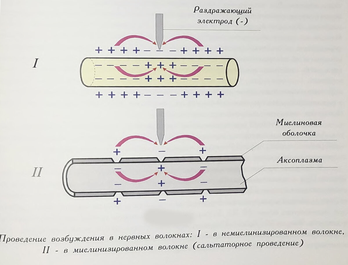 Картинка взята из книги "Золотой том акупунктуры" Гапонюк.