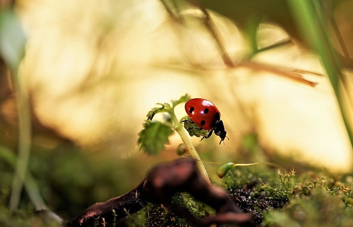 Фото из открытых источников сети Интернет